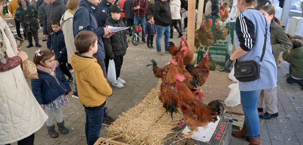 El ‘canto’ de Carballo se impone en el jolgorio de la Feira  do Galo de Arteixo