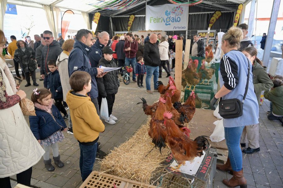 El ‘canto’ de Carballo se impone en el jolgorio de la Feira  do Galo de Arteixo