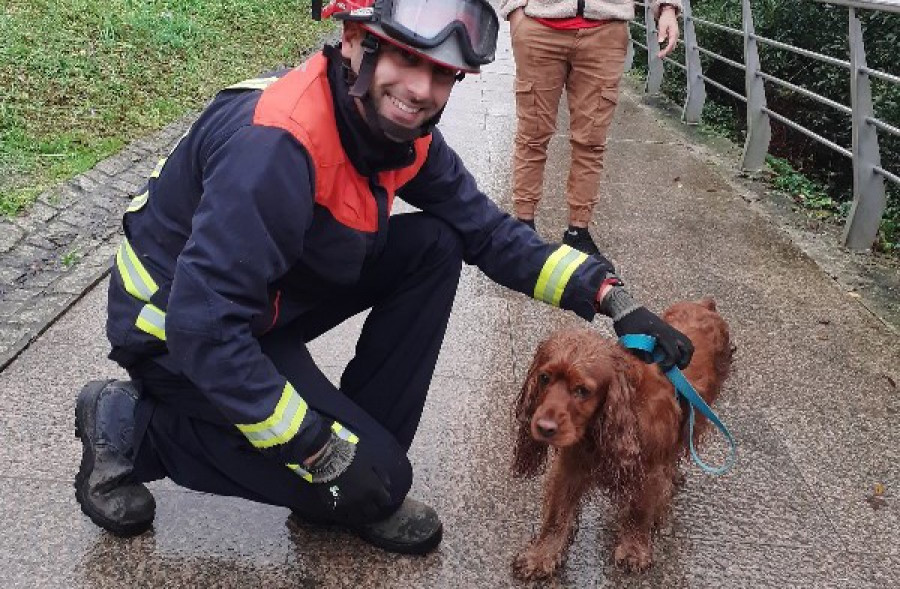 Rescatado en Cambre un perro que se había caído a la ría de O Burgo