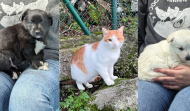 Valdo, Vica y Pirata, tres animales que buscan casa en A Coruña