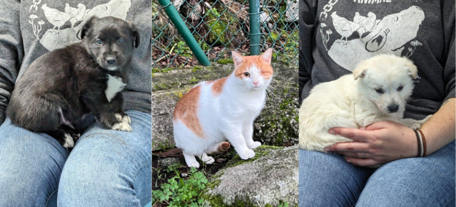 Valdo, Vica y Pirata, tres animales que buscan casa en A Coruña