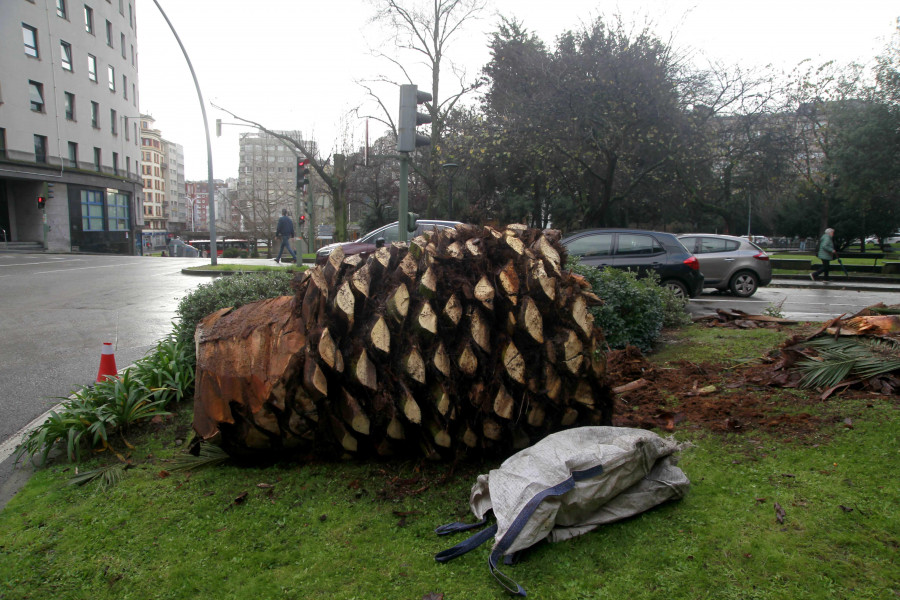 El 90% de las palmeras públicas de A Coruña resiste a la plaga del picudo rojo