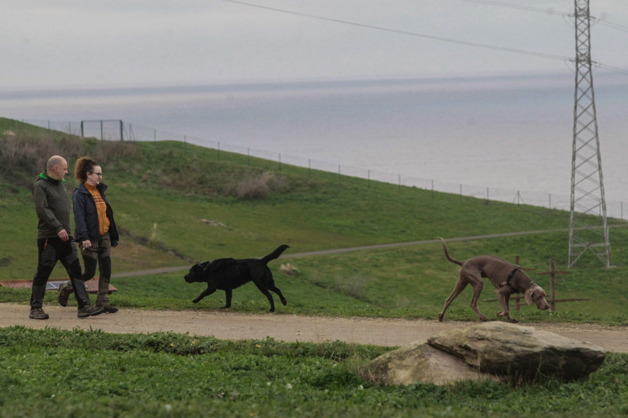 La población canina de A Coruña crece de forma continua y llega al récord de 31.906 ejemplares