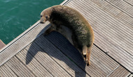 Una foca de cien kilos visita la zona de Oza en A Coruña