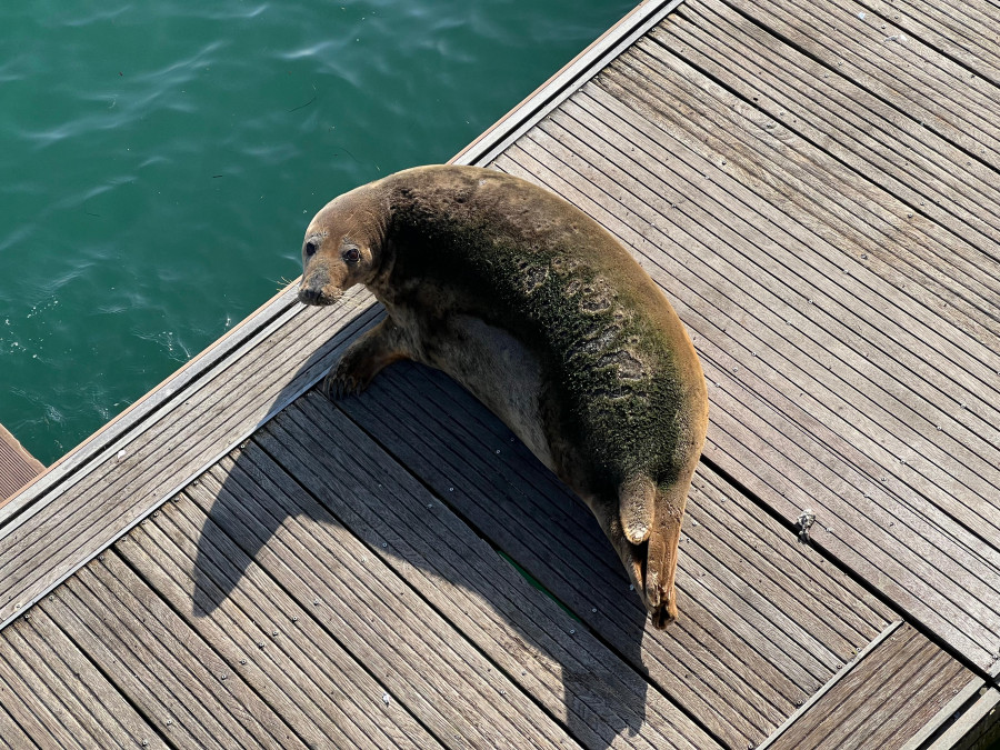 Una foca de cien kilos visita la zona de Oza en A Coruña