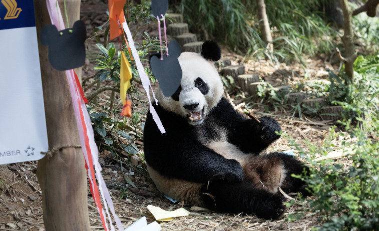 El panda de China que pasa de macho a hembra a los cuatro años