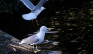 Las gaviotas trasladan cientos de kilos de plástico de los vertederos a reservas naturales