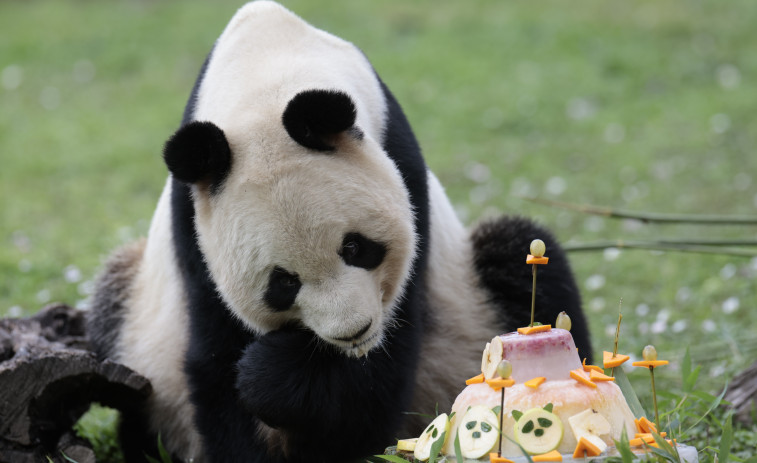 Los cinco pandas del zoo de Madrid se marchan a China a final de mes