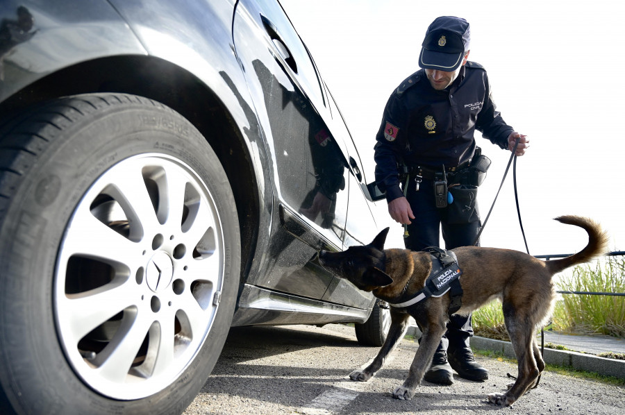 Los perros policía de A Coruña: compañeros hasta en el retiro
