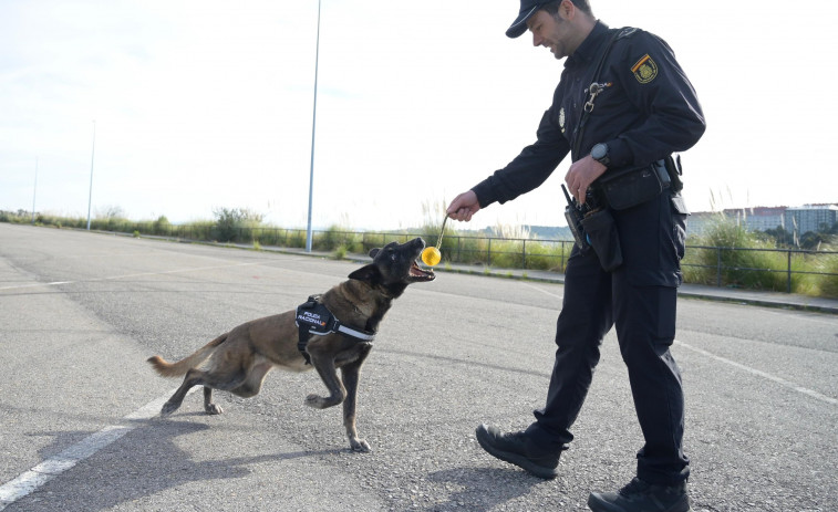 Los perros policía de A Coruña: compañeros hasta en el retiro