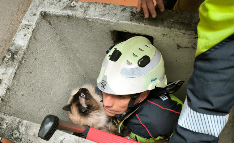 Los Bomberos de A Coruña rescatan a un gato que cayó de un séptimo piso