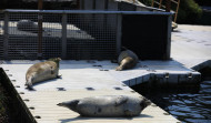 El Ayuntamiento impulsa la remodelación del sanatorio de focas