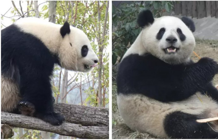 La nueva pareja de pandas del Zoo de Madrid ya ha pasado su primera noche en la capital