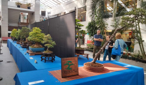 Exposición de bonsáis en el Fórum Metropolitano