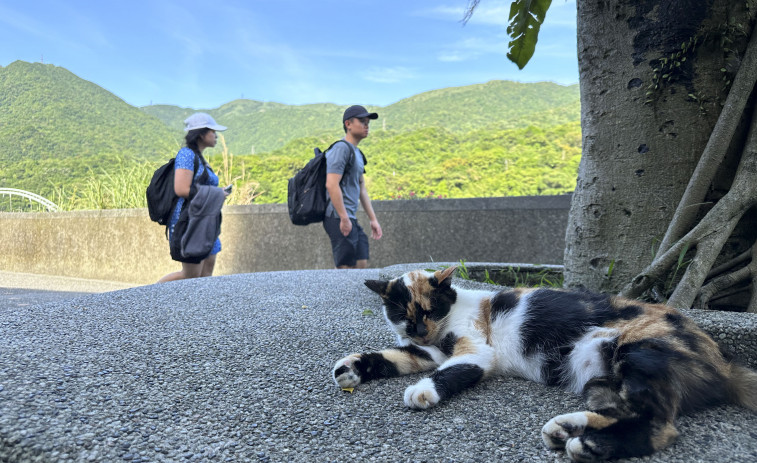 El pueblo que cambió las minas de carbón por el amor a los gatos