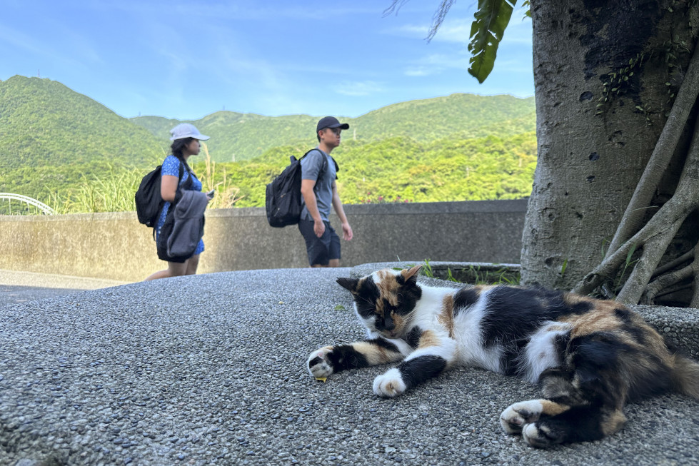 HOUTONG, 15/05/2024.- Escondido en las montañas del norte de Taiwán, existe un pueblo que dejó atrás décadas de explotación minera para rendirse al amor por los gatos: Houtong. Esta pequeña loc