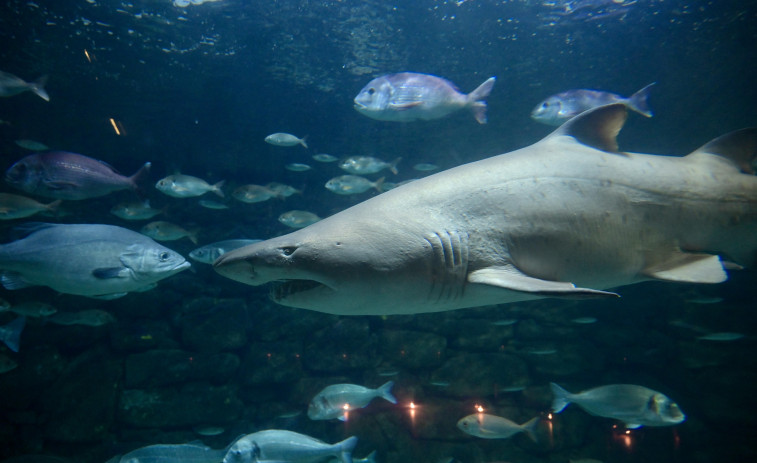 Entradas gratis en el Aquarium Finisterrae para celebrar su 25 aniversario