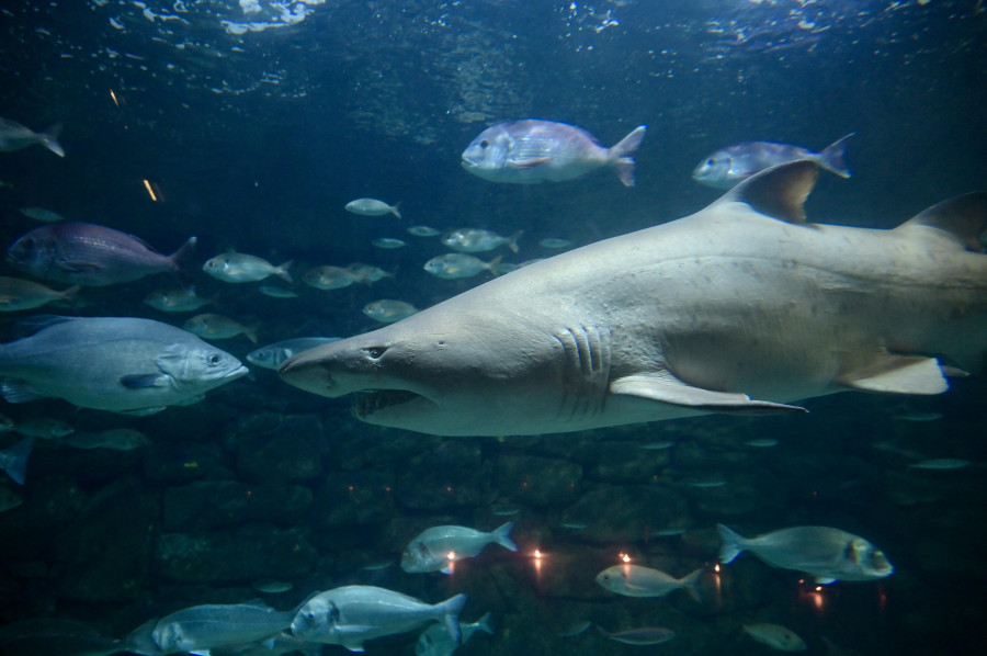 Entradas gratis en el Aquarium Finisterrae para celebrar su 25 aniversario