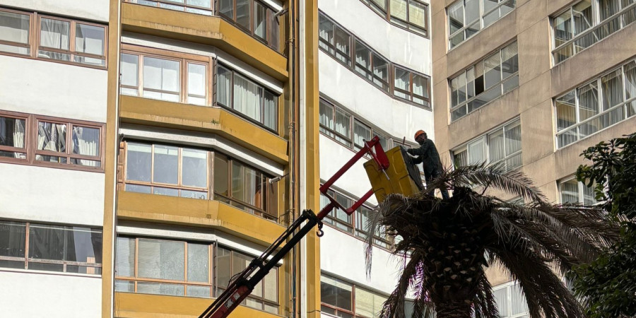 Talan una palmera infectada por el picudo rojo en Juan Flórez