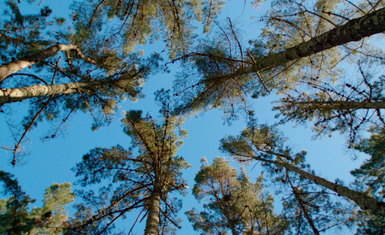 El primer bosque de Naturgy está en Cabanas y tiene cinco tipos de árboles