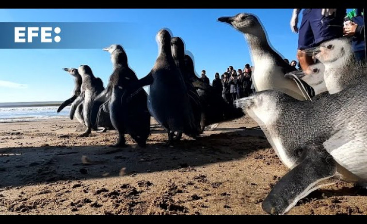 Regresan 14 pingüinos magallánicos al mar en Argentina tras ser rescatados por desnutrición