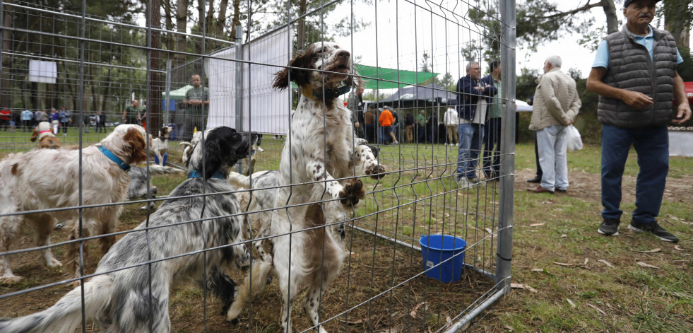 Los cazadores ‘disparan’ el interés por los perros en la finca de As Quintás