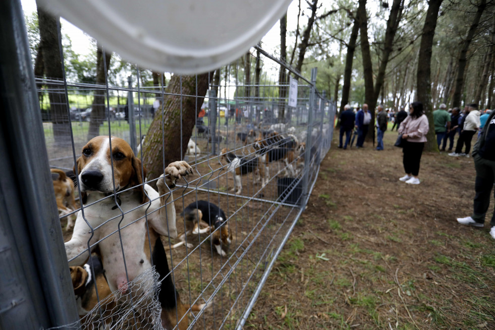 La finca de As Quintás acoge por primera vez el certamen canino  p. g. fraga (8)