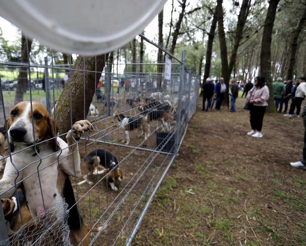 La finca de As Quintás acoge por primera vez el certamen canino  p. g. fraga (8)