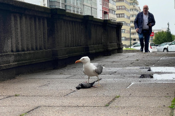 Gaviota paloma