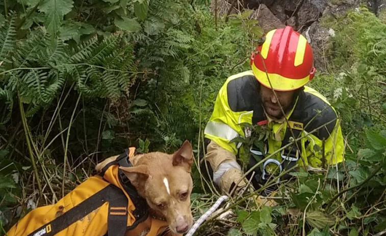 Emergencias de Oleiros rescata a una perra que cayó por un acantilado