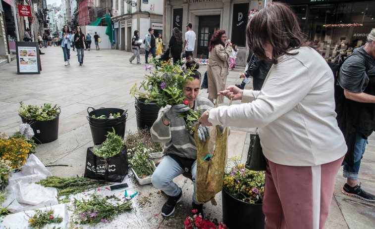 La tradición del ramo de San Juan echa raíces en A Coruña