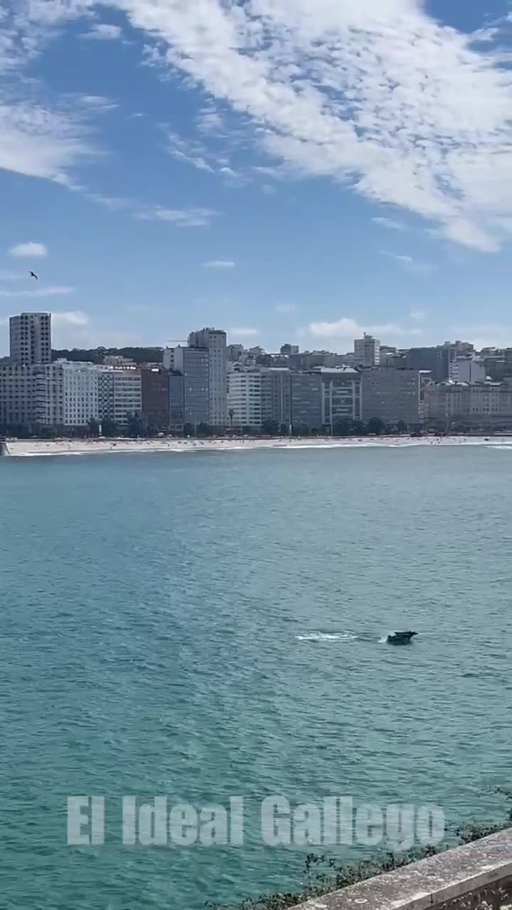 Video delfines enA Coruña