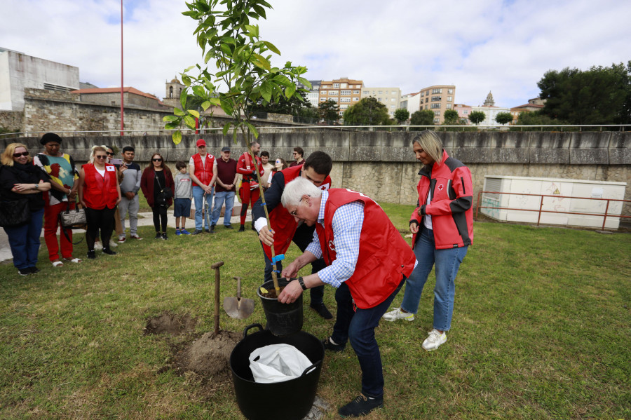 Cruz Roja planta árboles junto al Dique de Abrigo de A Coruña