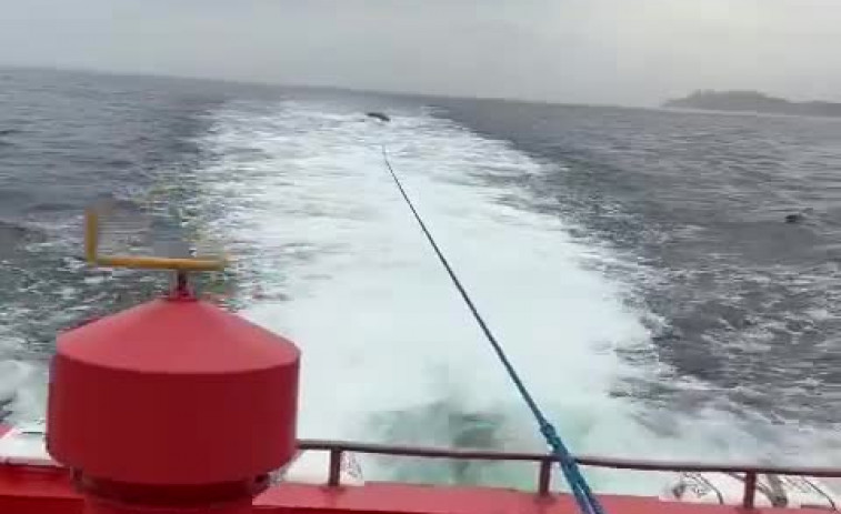 Trasladan al puerto de A Coruña una ballena que apareció muerta en Ferrol
