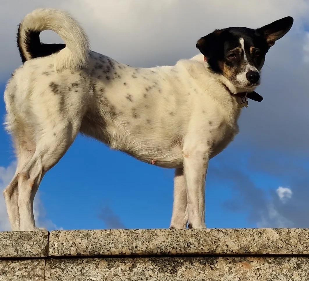 Los animales de compau00f1u00eda reducen la soledad y mejoran el estado de u00e1nimo de las personas 