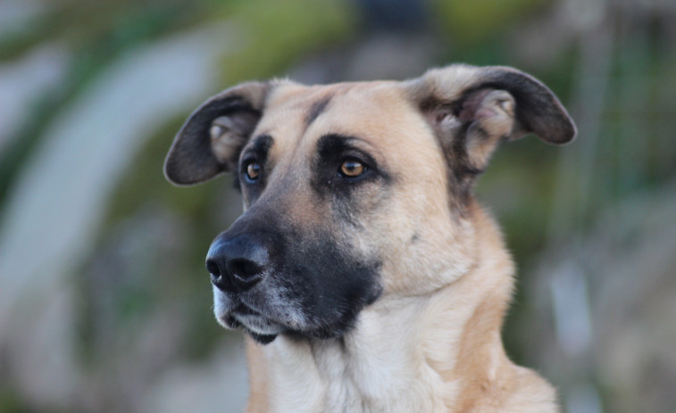 Las mascotas, un miembro más en las familias