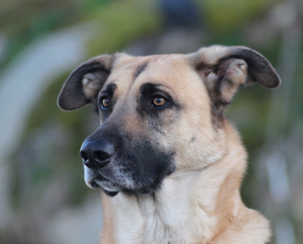 Doce, perro adoptado en protectora. I LARA FONTELA