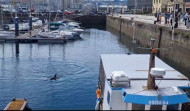 Un grupo de delfines genera expectación al acercarse a la Marina de A Coruña