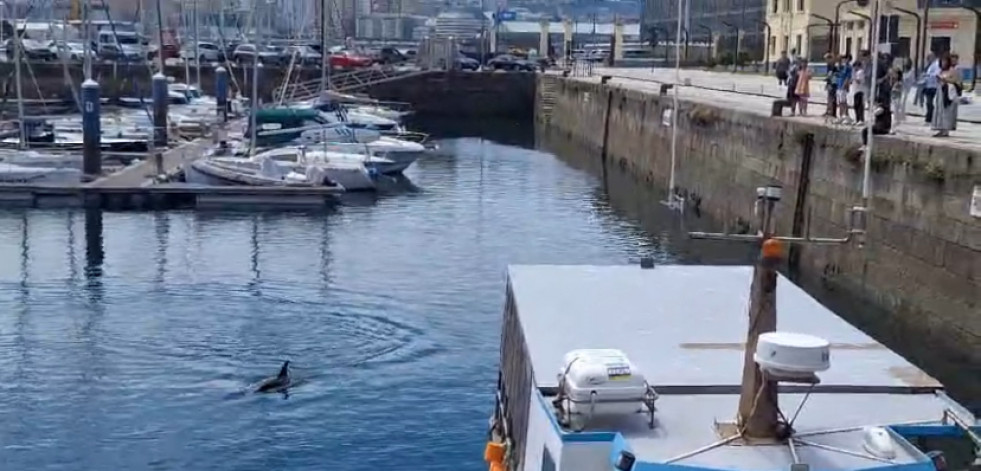 Un grupo de delfines genera expectación al acercarse a la Marina de A Coruña