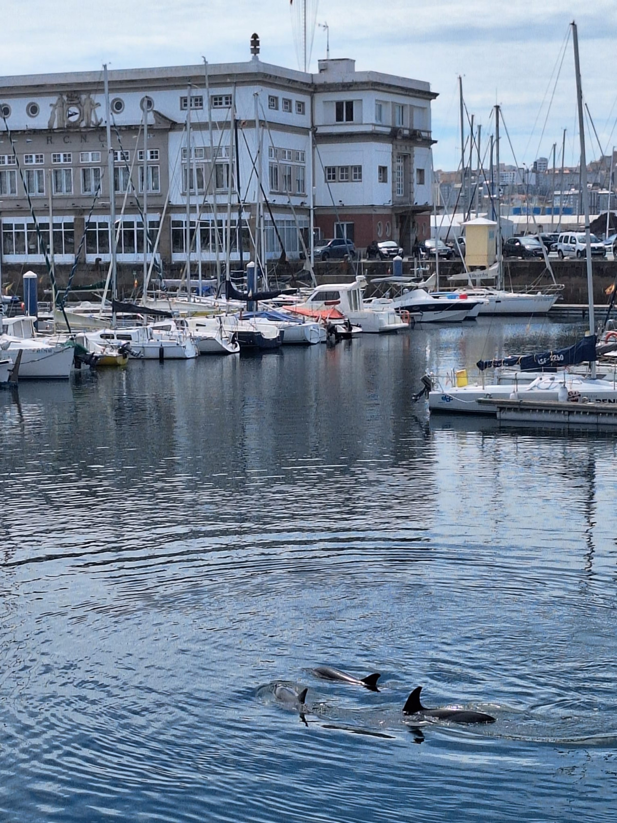 Delfines en la Marina