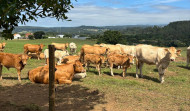 Medio Rural celebra por primera vez una puja pública de más de medio centenar de vacas de Mabegondo