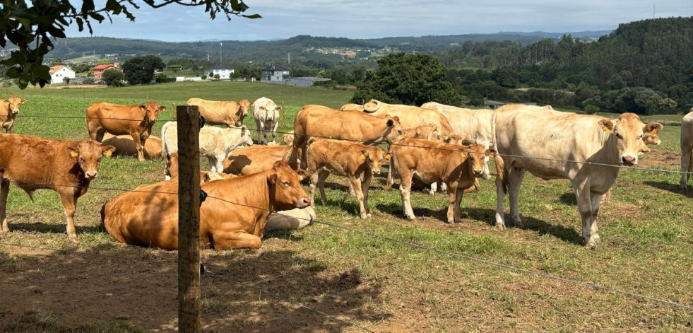 Medio Rural celebra por primera vez una puja pública de más de medio centenar de vacas de Mabegondo