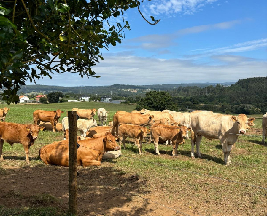 Medio Rural celebra por primera vez una puja pública de más de medio centenar de vacas de Mabegondo