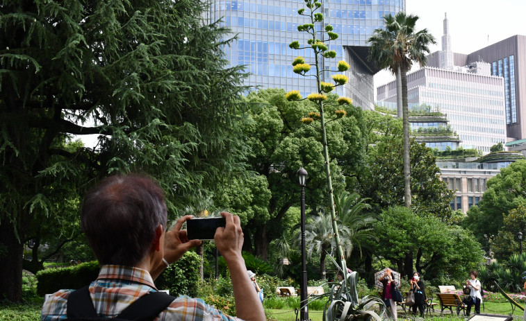 Una planta que florece una vez al siglo abre sus flores en un parque de Tokio