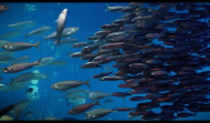 Así recoge el Aquarium Finisterrae de A Coruña un banco de sardinas