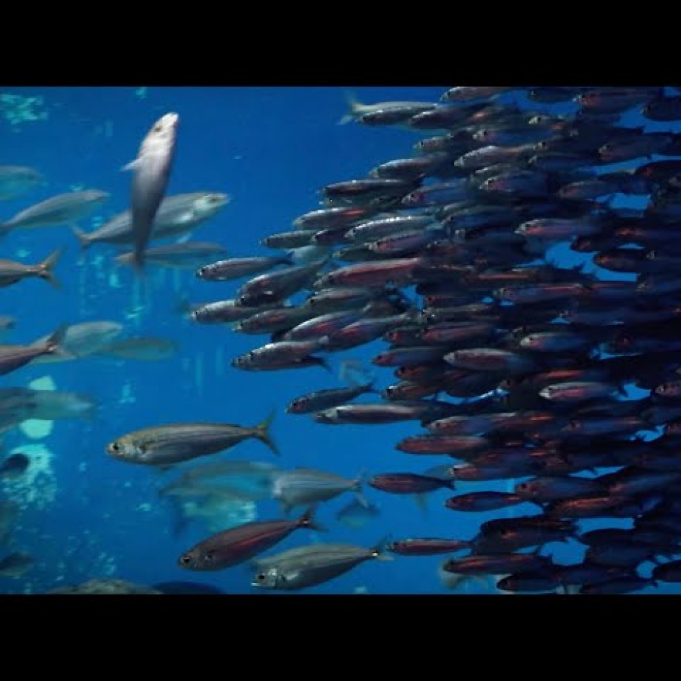 Así recoge el Aquarium Finisterrae de A Coruña un banco de sardinas