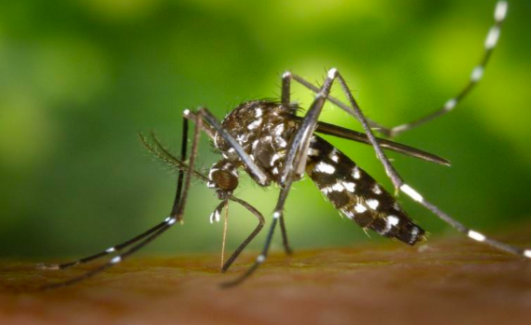 Prevenir las picaduras de insectos este verano, ¿qué se debe y no se debe hacer?