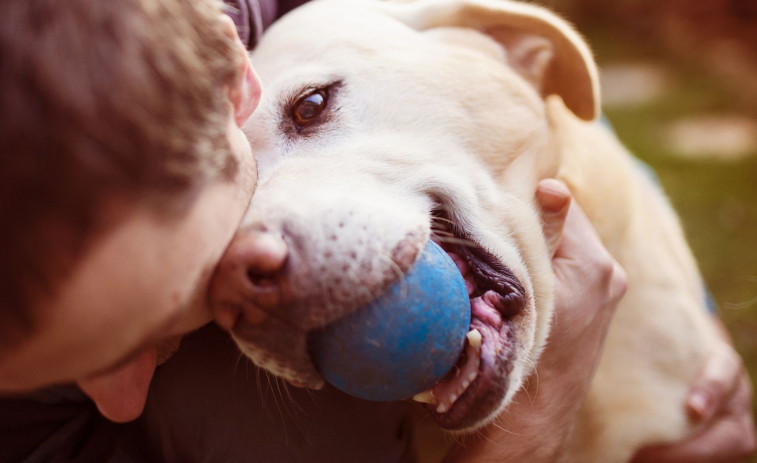 Los perros se vuelven más negativos al oler el estrés humano