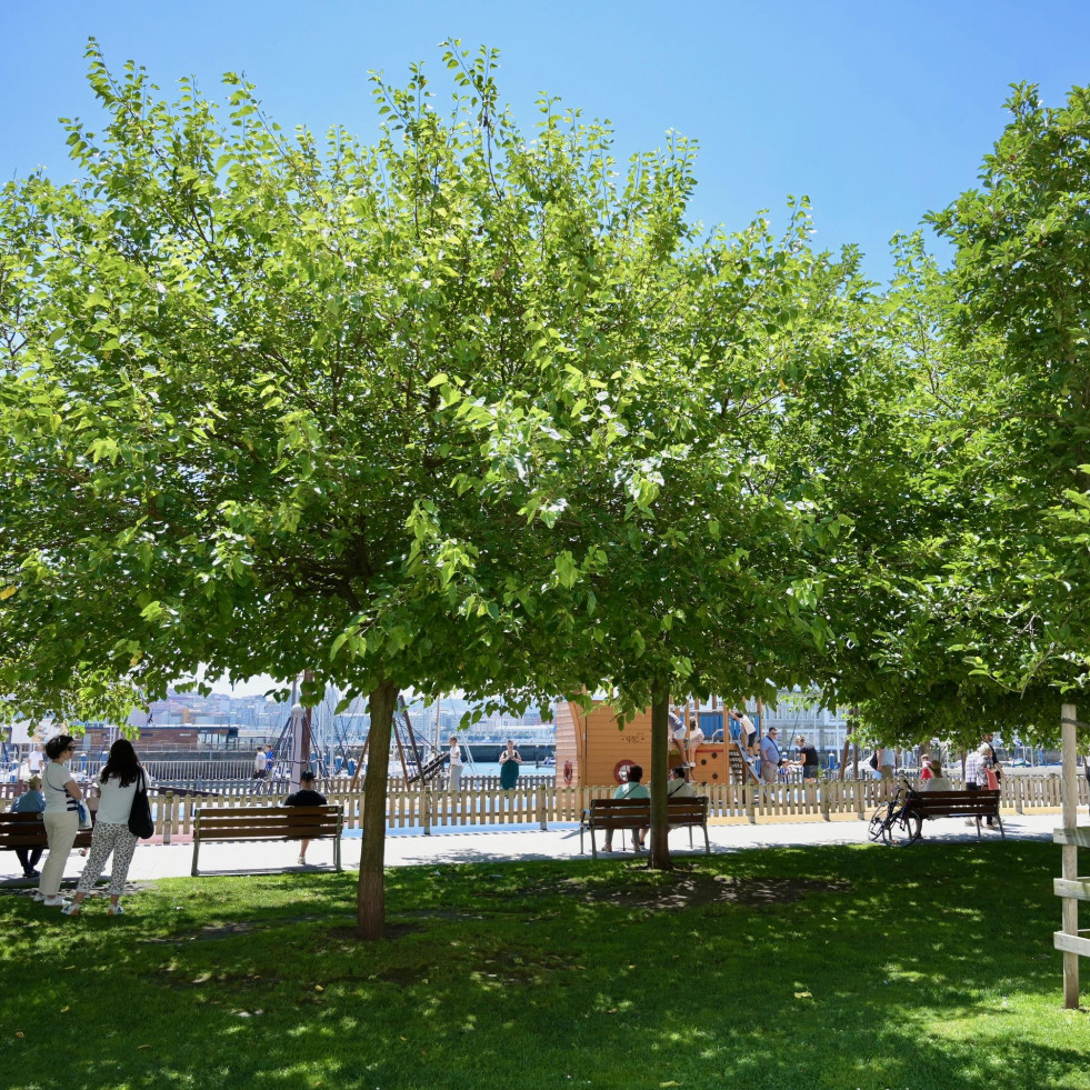 El número de árboles en A Coruña no para de crecer y ya hay uno por cada diez vecinos
