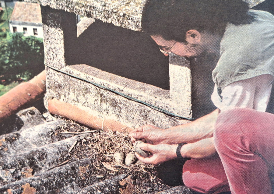 Hace 25 años | Comienza un programa de dos meses para reducir la población de gaviotas